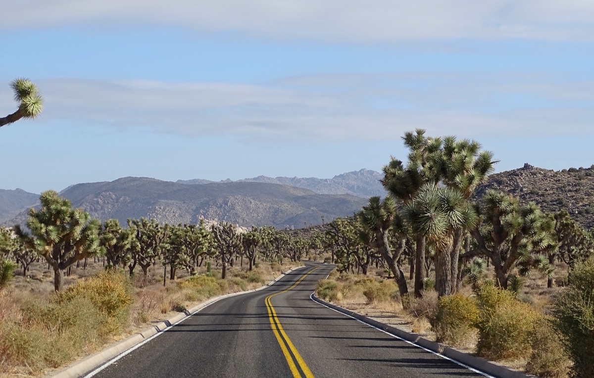 Throwback: Joshua Tree