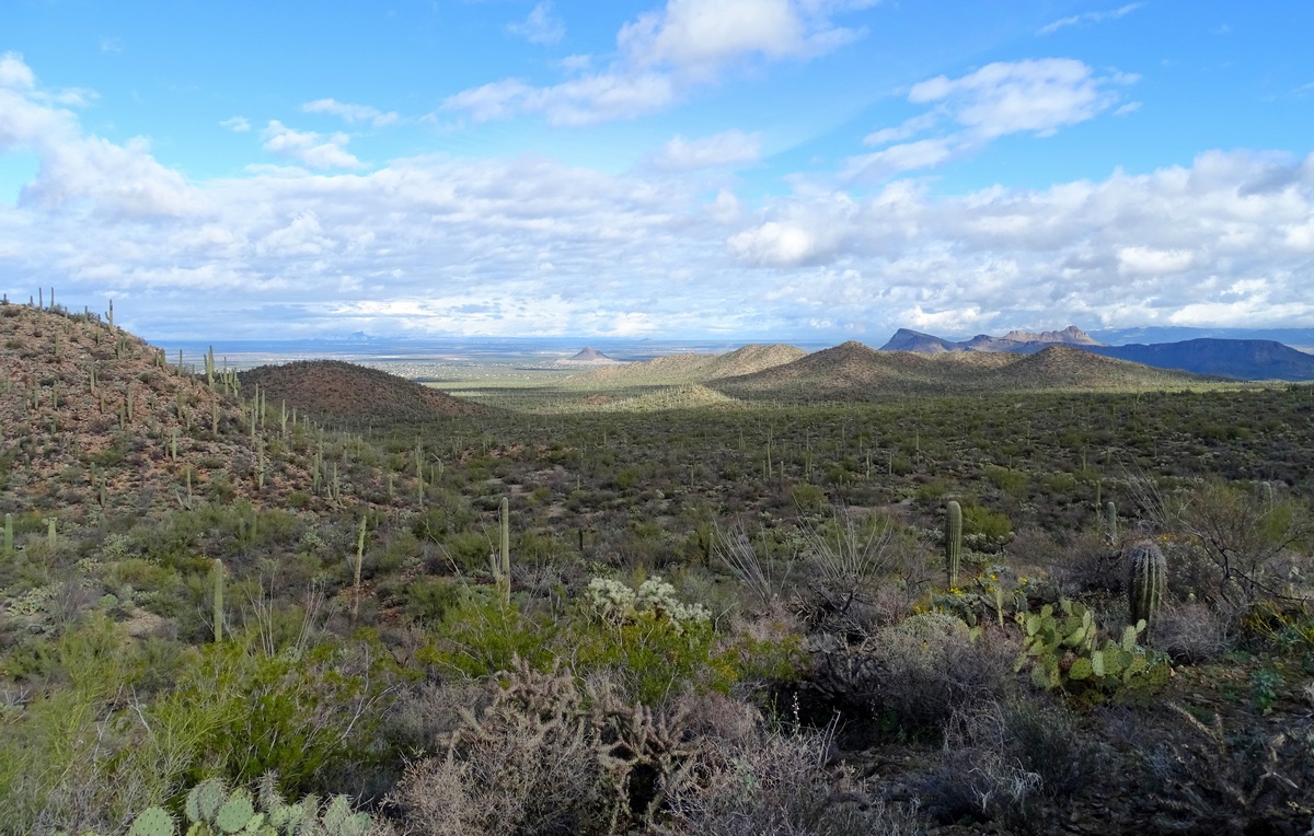 Throwback: Hiking in Saguaro